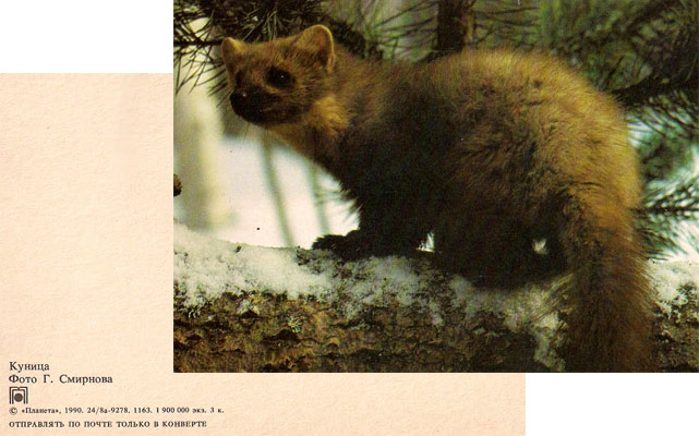 Открытка Куница